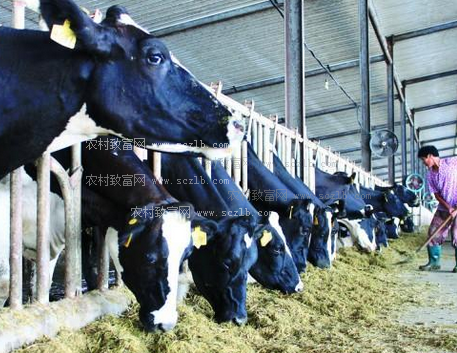 3．奶牛的飼料應(yīng)該如何選擇？ 